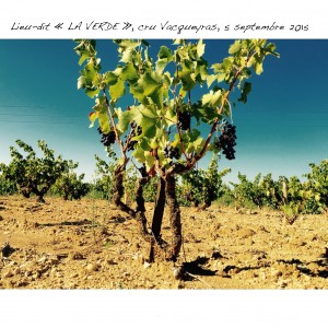 Vieux grenache, parcelle 760 - prise le 5 septembre 2015.